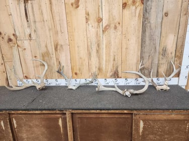4 Sets Of Whitetail Antlers On Skull Plate