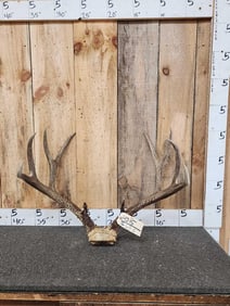 5x5 Mule Deer Antlers On Skull Plate