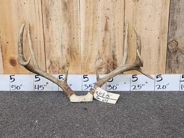 4x4 Whitetail Antlers On Skull Plate