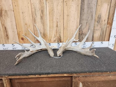 Giant Set Of Cut Off Whitetail Antlers