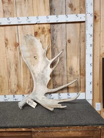 Big 16.8 Lbs Moose Shed Antler