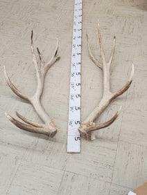 18 Lbs Set Of Elk Cut Off Antlers