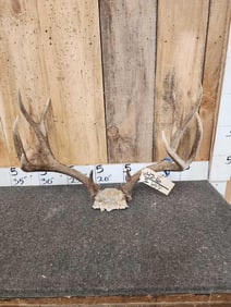 5x5 Mule Deer Antlers On Skull Plate
