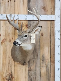 5x5 Whitetail Shoulder Mount Taxidermy