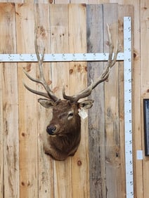 6x6 Elk Shoulder Mount Taxidermy