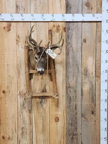 Whitetail Deer Pack Out Backpack Taxidermy Mount