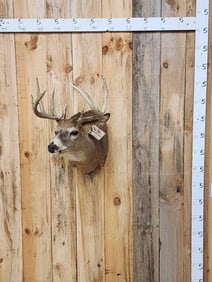 5x5 Whitetail Shoulder Mount Taxidermy