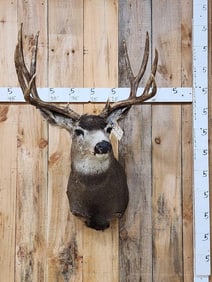5x5 Mule Deer Shoulder Mount Taxidermy
