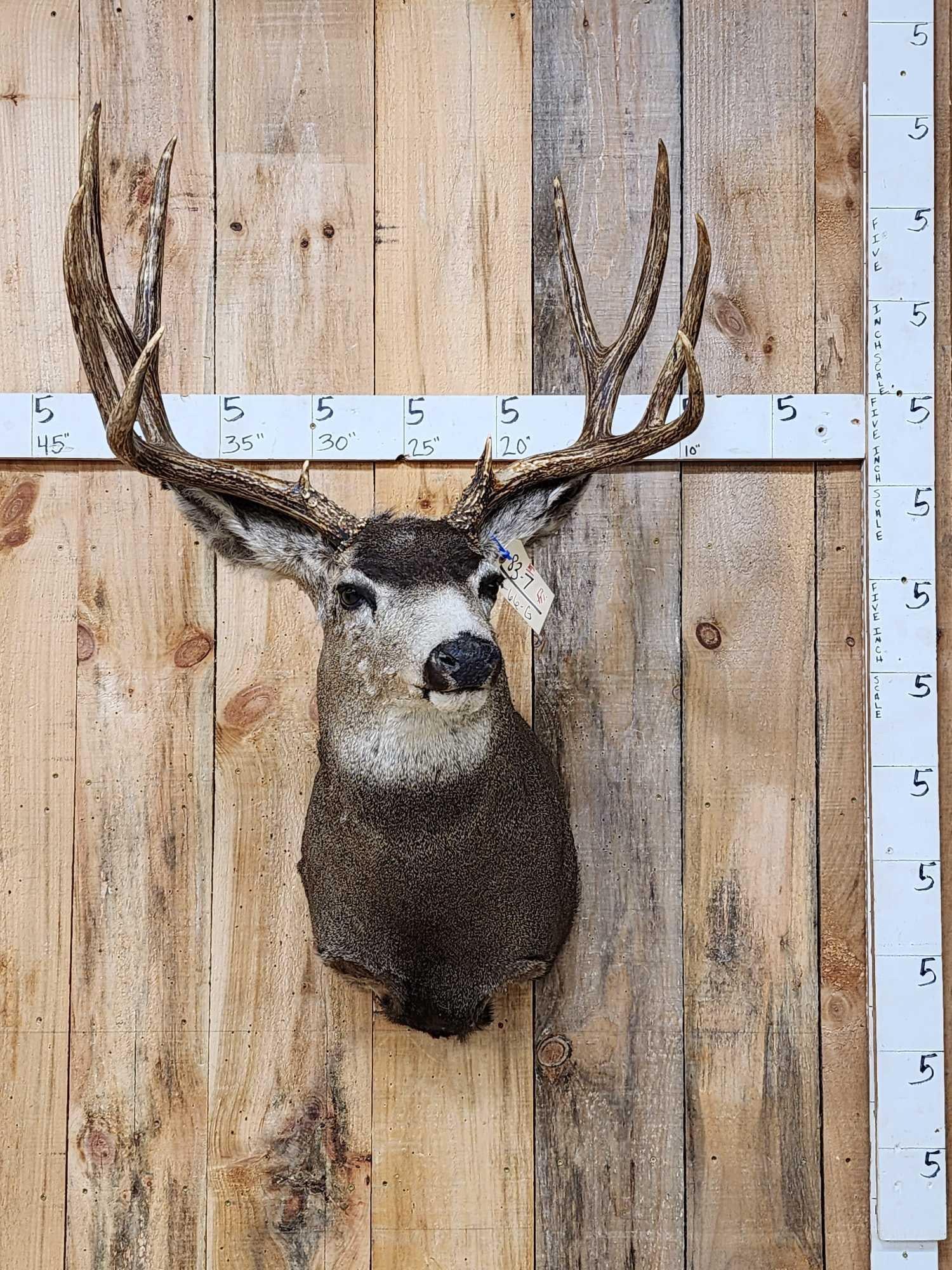 5x5 Mule Deer Shoulder Mount Taxidermy (1 of 5)