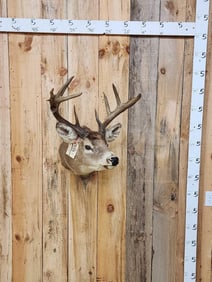 Vintage Freak Whitetail Shoulder Mount Taxidermy