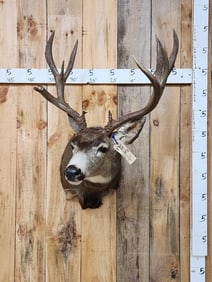 5x5 Mule Deer Shoulder Mount Taxidermy