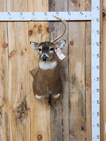 Freak Whitetail Shoulder Mount Taxidermy