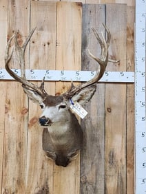 Big 5x5 Mule Deer Shoulder Mount Taxidermy