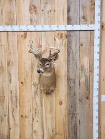 Main Frame 5x5 Whitetail Shoulder Mount Taxidermy