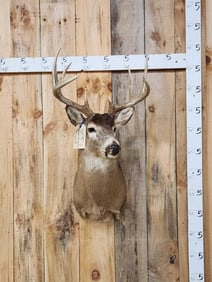 4x5 Whitetail Shoulder Mount Taxidermy