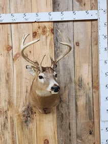 Double Unicorn Whitetail Shoulder Mount Taxidermy