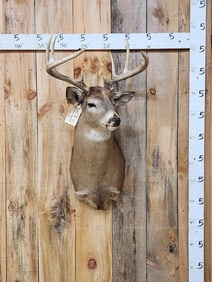 5x5 Whitetail Shoulder Mount Taxidermy