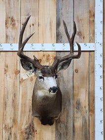 4x4 Mule Deer Shoulder Mount Taxidermy