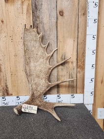 8.4 Lbs Moose Shed Antler