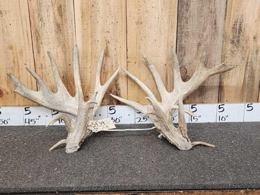 Huge Typical Whitetail Antlers