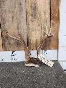 Freak Mini Monster Whitetail Antlers On Skull Plate