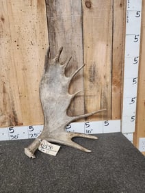 5 Lbs Moose Shed Antler
