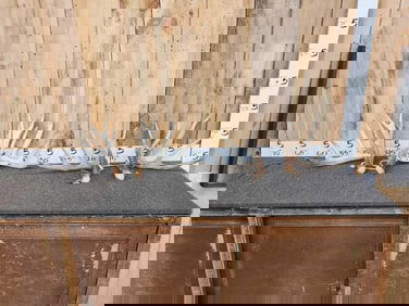 2 Sets Of Whitetail Shed Antlers