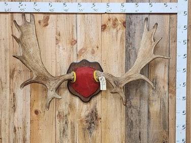 48" Wide Moose Antlers On Plaque