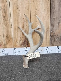 Big 5 Point Mule Deer Shed Antler