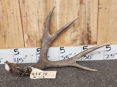 Gorgeous 5 Point Mule Deer Shed Antler