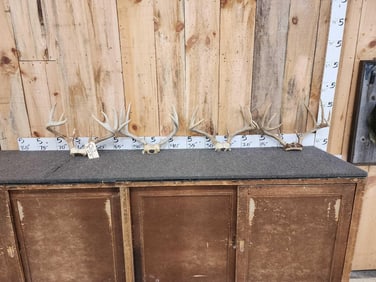 4 Sets Of Whitetail Antlers On Skull Plate