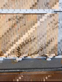 Whitetail & Mule Deer Antlers On Skull Plate