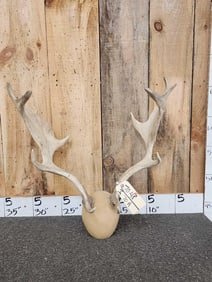 Set Of Fallow Deer Antlers On Plaque