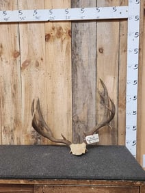 4x5 Mule Deer Antlers On Skull Plate