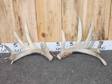 Main Frame 6x6 Whitetail Shed Antlers