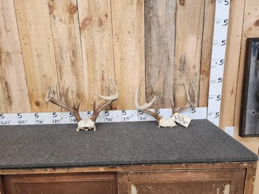 2 Sets Of Whitetail Antlers On Skull Plate