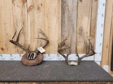 2 Sets Of Whitetail Antlers On Skull Plate