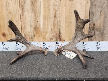 Set Of Small Moose Shed Antlers