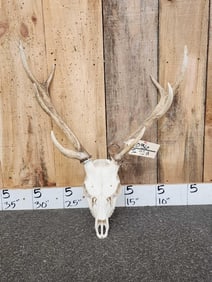 Sika Deer Antlers On Skull