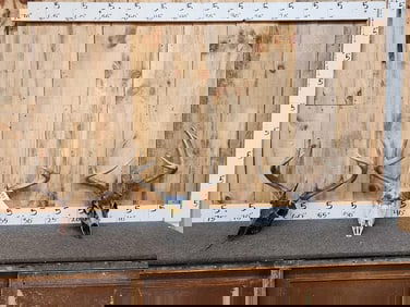 3 Sets Of Whitetail Antlers On Painted Skulls