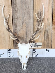 Sika Deer Antlers On Skull