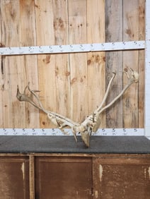 2 Sets Of Caribou Antlers On Skull Plate