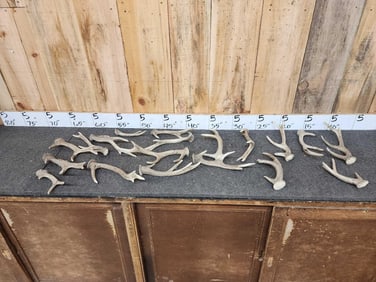 7.1 Lbs Of Sika Deer Shed Antlers