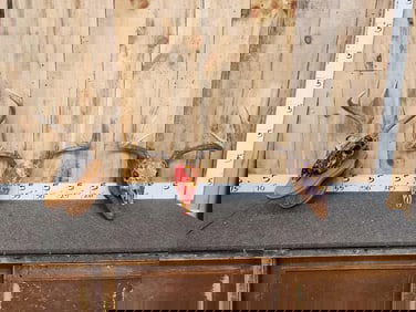 3 Sets Of Whitetail Antlers On Painted Skulls