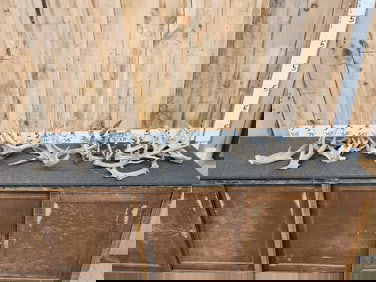 17.6 Lbs Of Whitetail Antlers