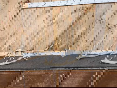 12.7 Lbs Of Elk Shed Antlers