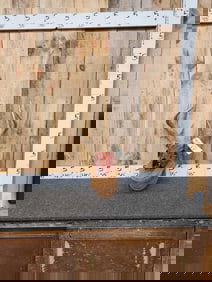 4x5 Whitetail Antlers On Skull