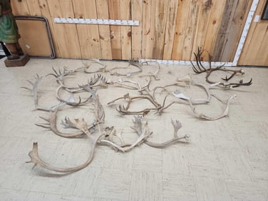 75 Lbs Of Caribou Antler