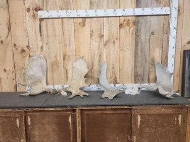 29.4 Lbs Of Moose Antler