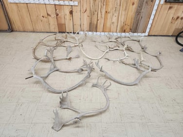 63 Lbs Of Caribou Antlers
